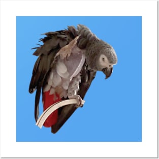 Einstein African Grey Parrot Waving, Bare Chest Posters and Art